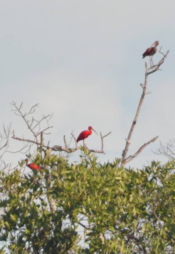 Revoada de guarás-vermelhos em Apicum Açu, nas Reentrâncias Maranhenses - MA